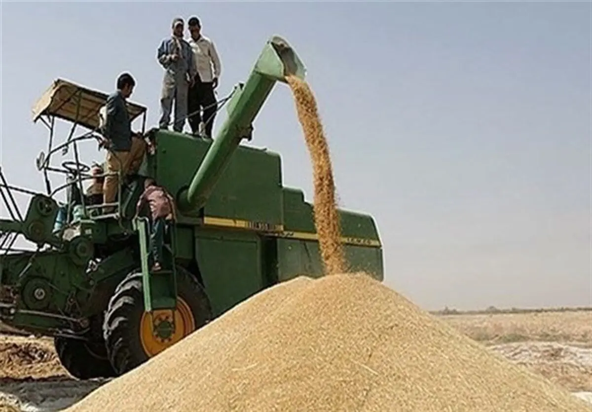 تربتی‌نژاد: دولت در نرخ ۱۴۷۰ تومانی اعلام‌شده برای خرید تضمینی گندم تجدیدنظر کند