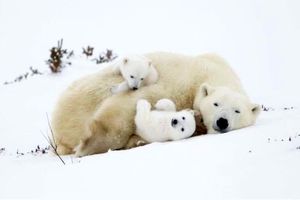 بازی خرس‌های قطبی در عکس روز نشنال جئوگرافیک