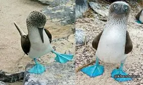 کودن آبی یا غاز آبی