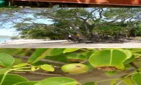 خطرناک ترین درخت جهان