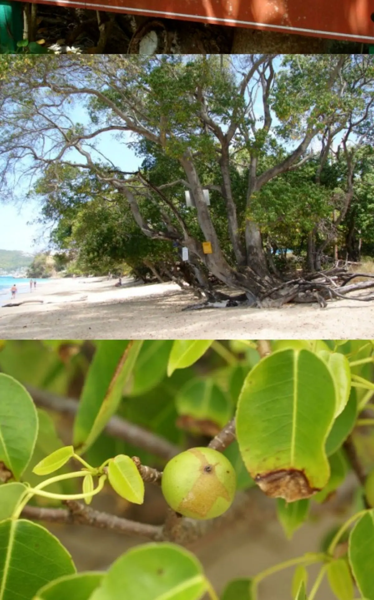 خطرناک ترین درخت جهان