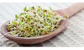 جوانه ماش بخورید