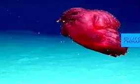 هیولا مرغ بی‌سر در عمق اقیانوس!