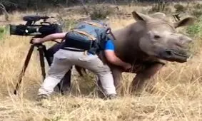 وقتی کرگدن ها مهربان می‌شوند