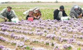 دلیل افزایش رضایت کشاورزان در پی عرضه زعفران در بورس کالا