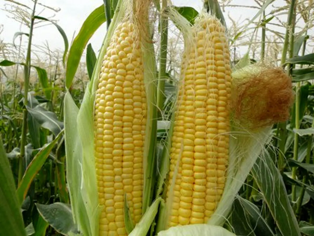 آغاز معاملات ذرت با نرخ تضمینی از ۵ آذر