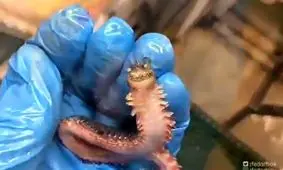 کشف کرم دریایی عجیبی که «جیغ» می‌زند!