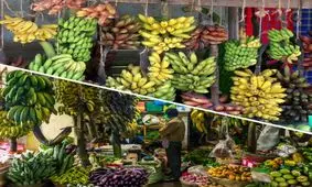 گونه های متداول موز و طعم آنها