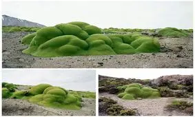 درخچه ای ۳۰۰۰ ساله بنام ایلارتا