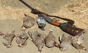 صیاد غیرمجاز در دام محیط‌بانان افتاد