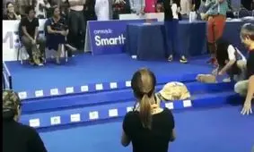 مسابقه‌ی دو بین خرگوش و لاکپشت در واقعیت