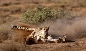 ویدئو/صحنه شکار خرگوش توسط پوزپلنگ در شاهرود ثبت شد