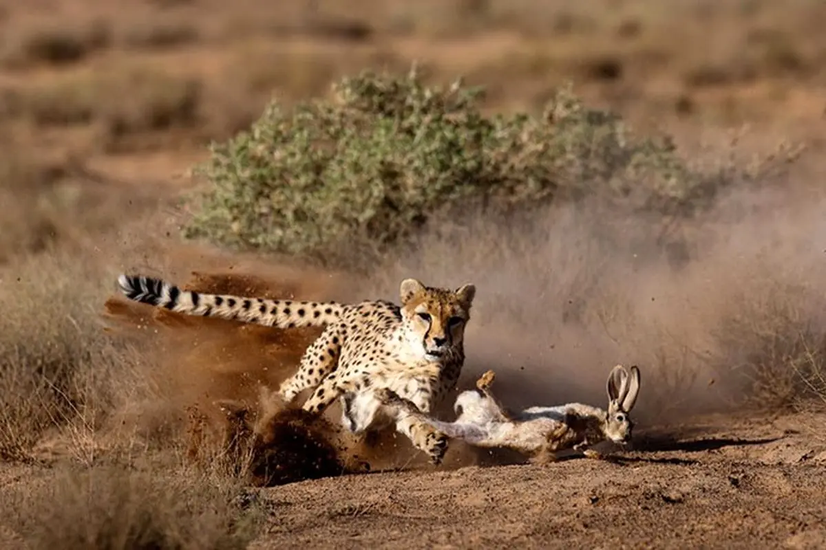 ویدئو/صحنه شکار خرگوش توسط پوزپلنگ در شاهرود ثبت شد