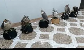 باند قاچاقچیان پرندگان شکاری گران قیمت در حمیدیه منهدم شد