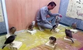 کشف ۸ پرنده شکاری قاچاق در عسلویه