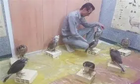 کشف ۸ پرنده شکاری قاچاق در عسلویه