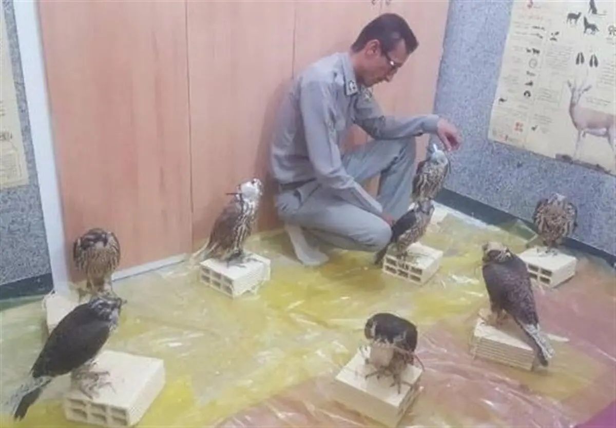 کشف ۸ پرنده شکاری قاچاق در عسلویه