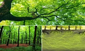 درخت هایی که ارتباط زیرزمینی دارند