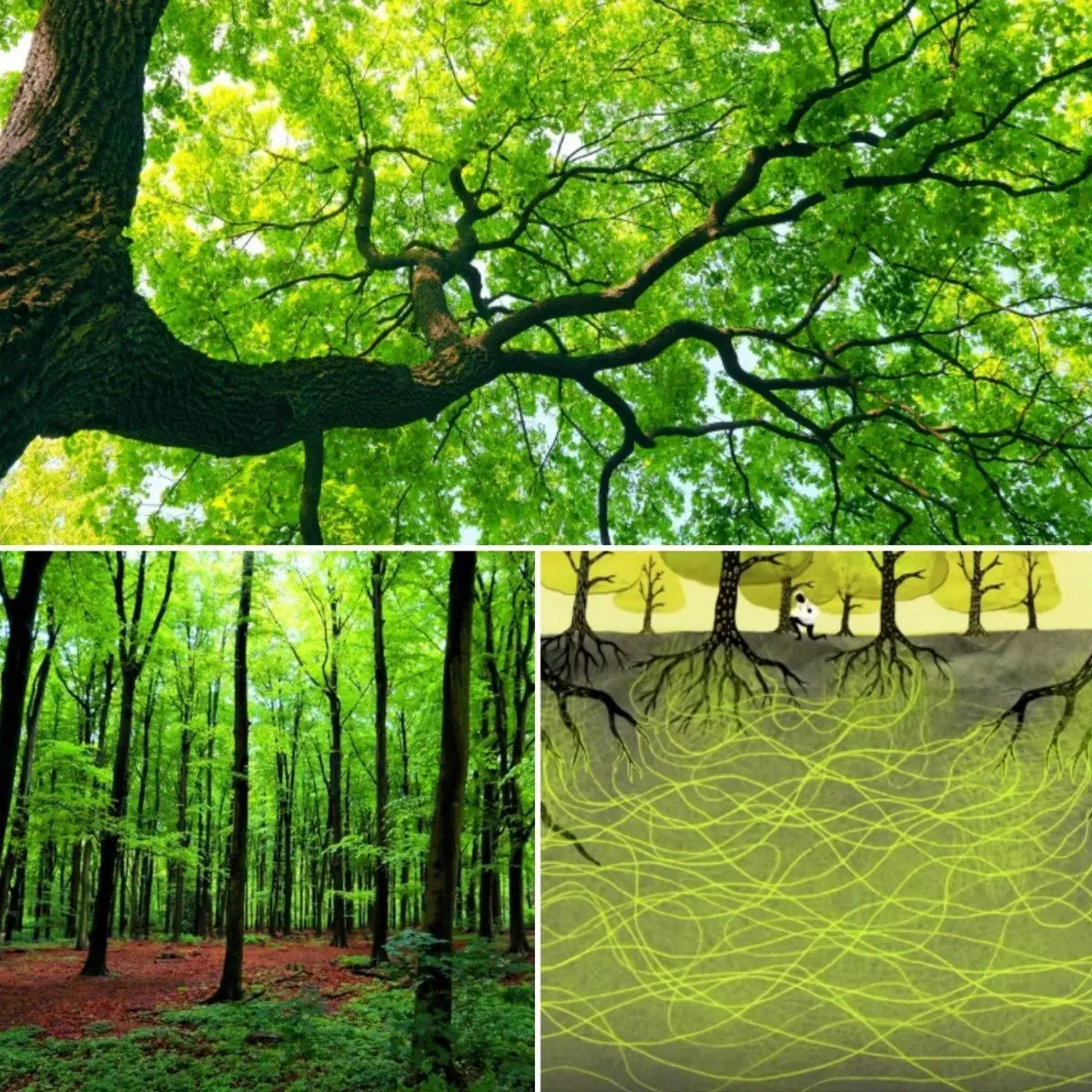 درخت هایی که ارتباط زیرزمینی دارند