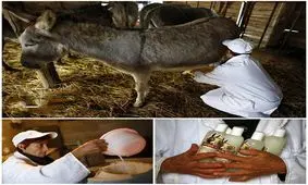 پنیر الاغ گران ترین پنیر