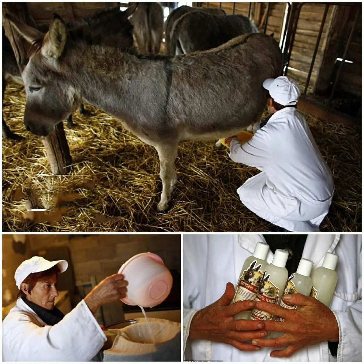 پنیر الاغ گران ترین پنیر