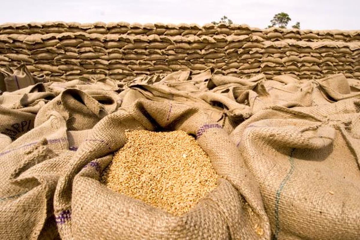 قیمت خرید تضمینی گندم با نرخ جهانی سنخیتی ندارد/ متناسب با رشد هزینه تولید قیمت گندم تعیین شود