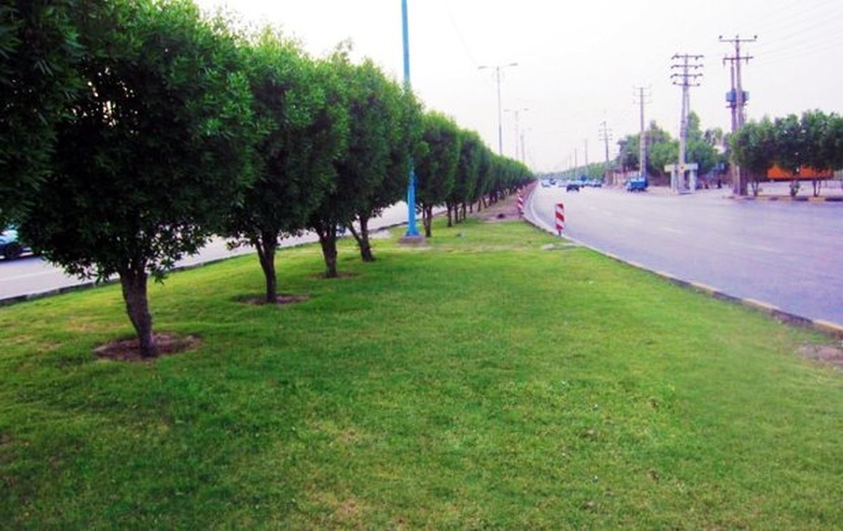 کاشت درخت کنوکارپوس در اندیمشک متوقف میشود