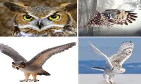 پرواز بی صدا