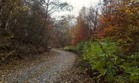 جنگل‌های شمال شب و روزشان را گم کرده‌اند!