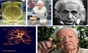 سرنوشت رازآلود مغز انیشتین/ چه کسی مغز انیشتین را به سرقت برد؟