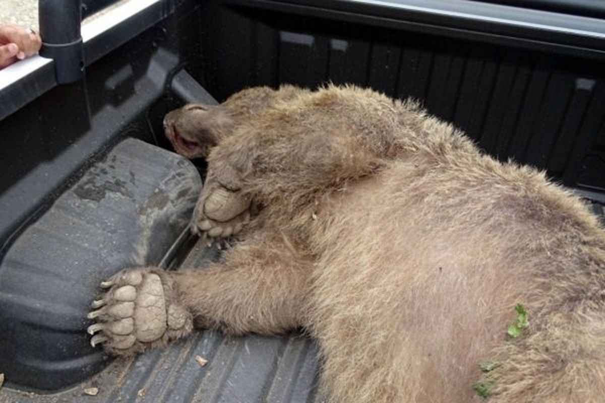 خرس زخمی پیرانشهر امروز عمل جراحی می شود