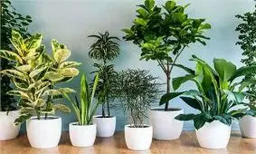 15 گیاه آپارتمانی برای داشتن خوابی آرام و لذت بخش