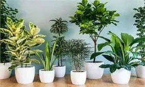 15 گیاه آپارتمانی برای داشتن خوابی آرام و لذت بخش