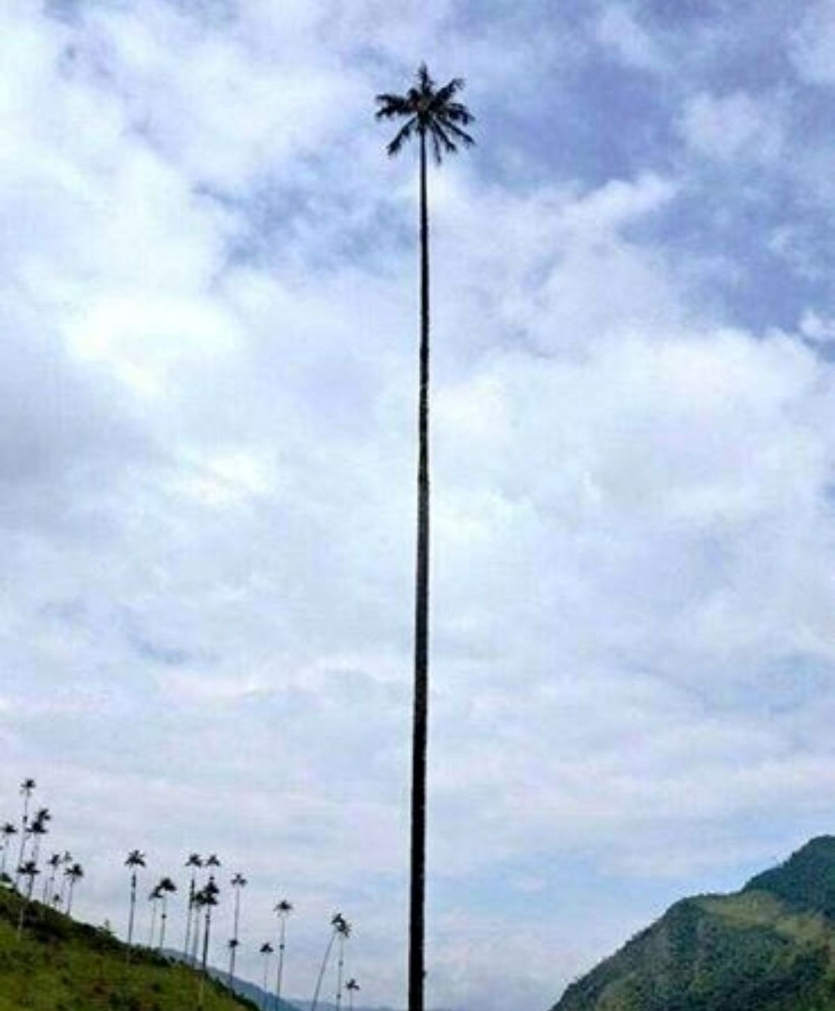 بلندترین درخت خرما در جهان