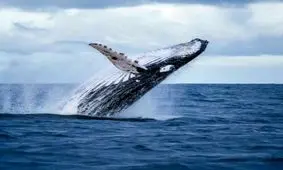 حتی نهنگ‌ها هم از جنگ‌های انسان در امان نیستند!