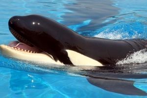 یک نهنگ قاتل برای اولین بار در جهان به زبان انسان‌ها صحبت کرد!