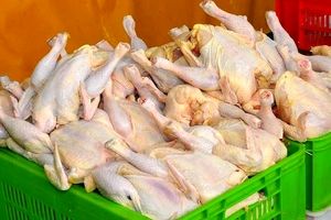 نرخ جدید مرغ و انواع مشتقات در بازار/ مرغ ارزان شد