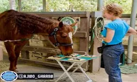 باهوش ترين اسب جهان!