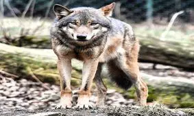 حس بویایی گرگ ها