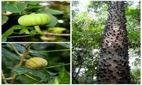 درخت هورا کرپیتانس