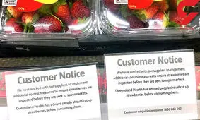 توت فرنگی های آلوده بازهم دردسر آفرید