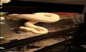 ماری که صاحبش را با غذا اشتباه گرفت + فیلم