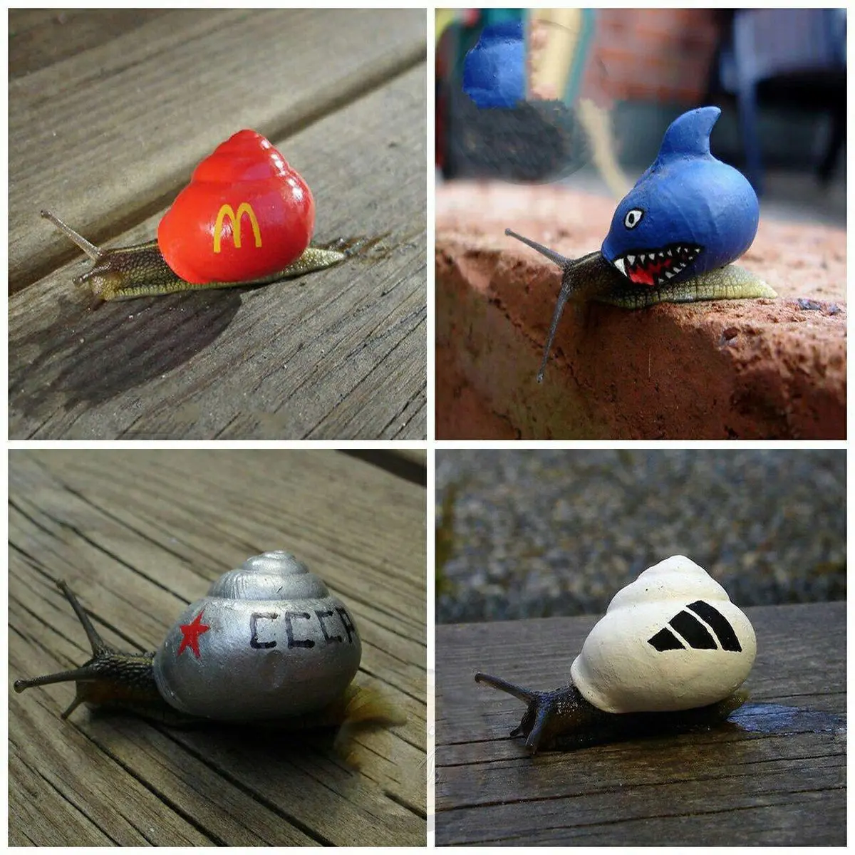 طراحی صدف حلزونها