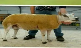 گرانقیمت ترین نژاد گوسفند جهان «دولان» میباشد