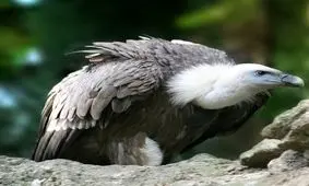 اسید معده کرکس