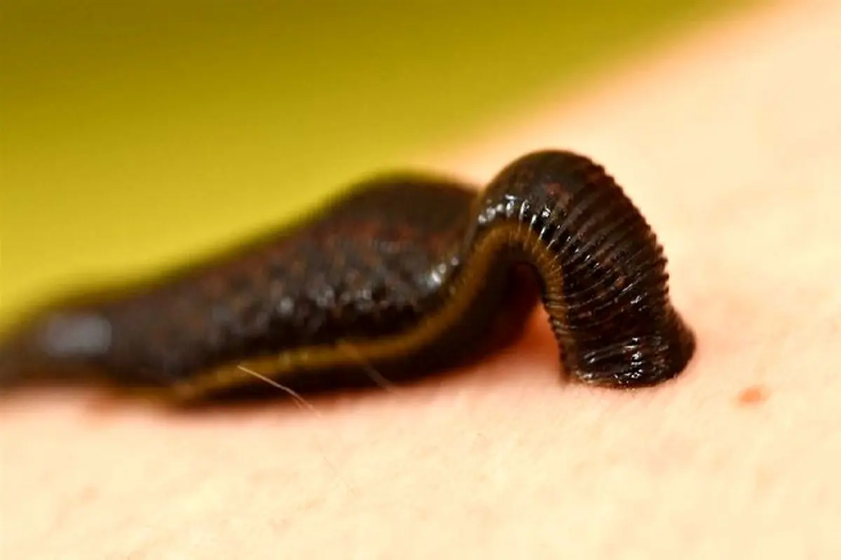 بازسازی ذخایر زالوی طبی ایرانی در زیستگاه‌های طبیعی/انتقاد از بازشدن پای قاچاق در حوزه تکثیر