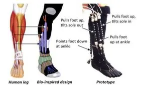 ساخت دستگاه توان‌بخشی مچ پا/ چگونه مچ پای خود را تقویت کنیم؟
