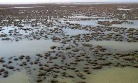 باران تالاب حله بوشهر را زنده کرد