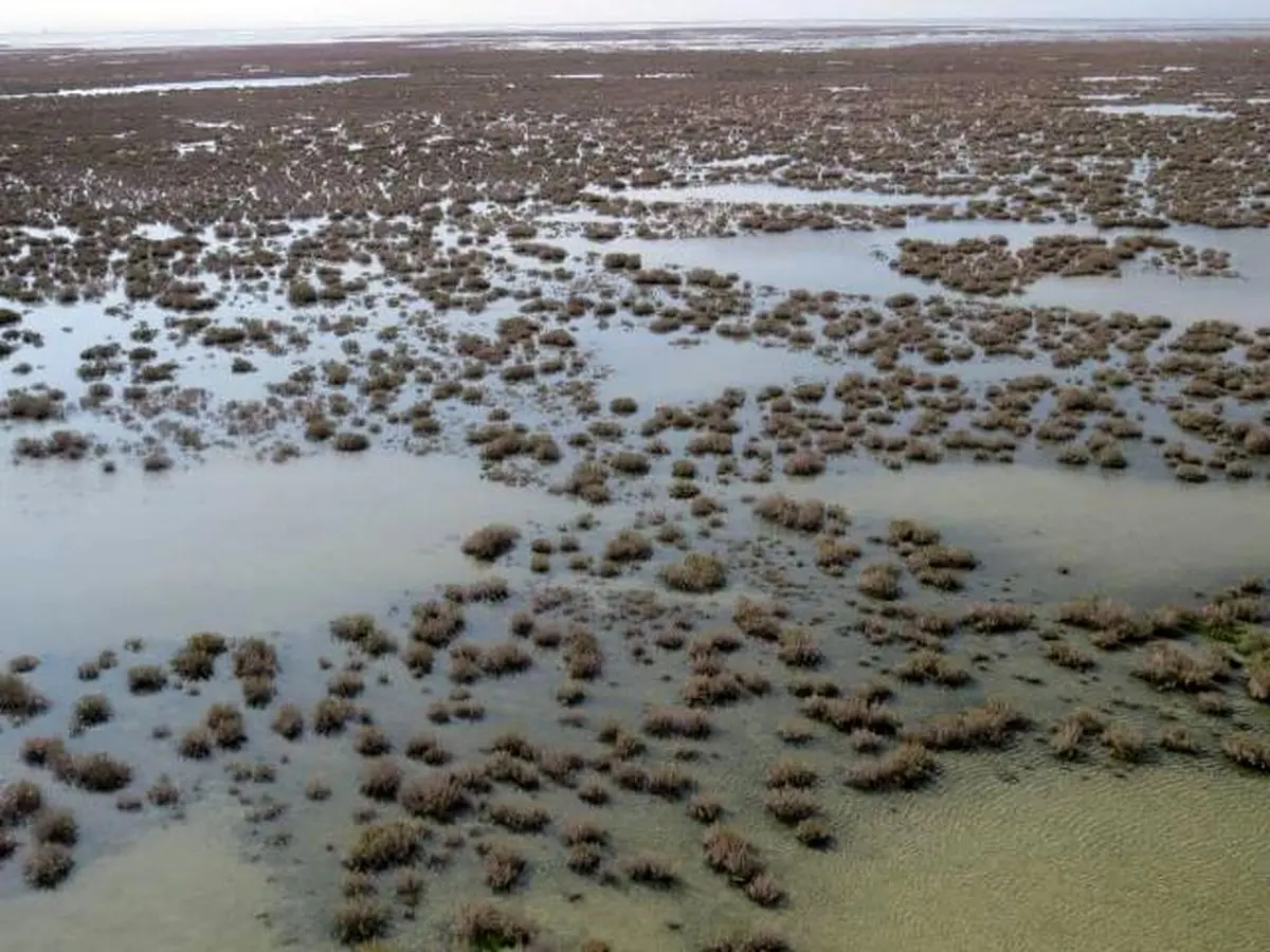 باران تالاب حله بوشهر را زنده کرد