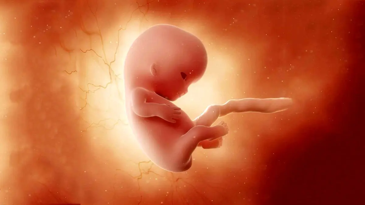 کودکان قبل از تولد چه حقوقی دارند؟